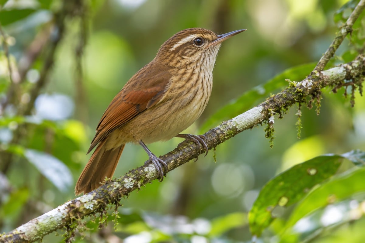 Xenops tenuirostris (Slender-billed Xenops) in its natural habitat
