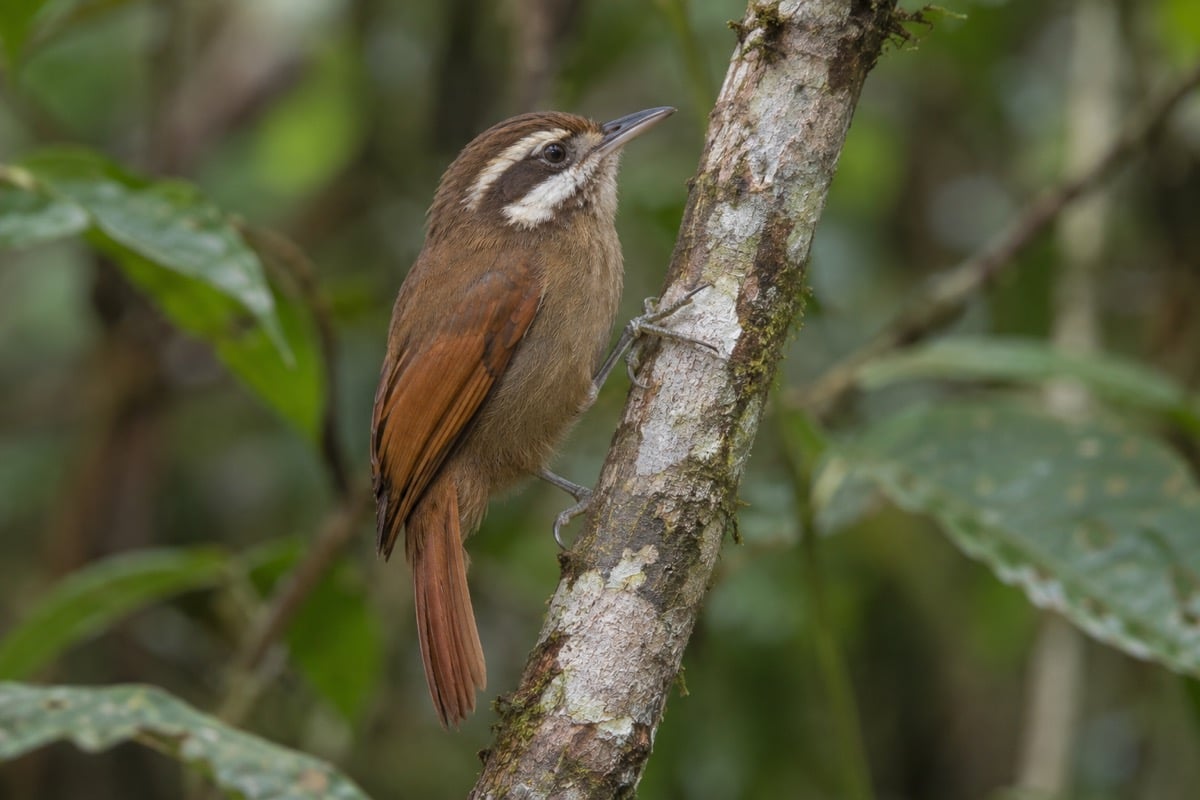 Amazonian plain-xenops with a short upturned bill and pale cheek stripe clinging to a branch