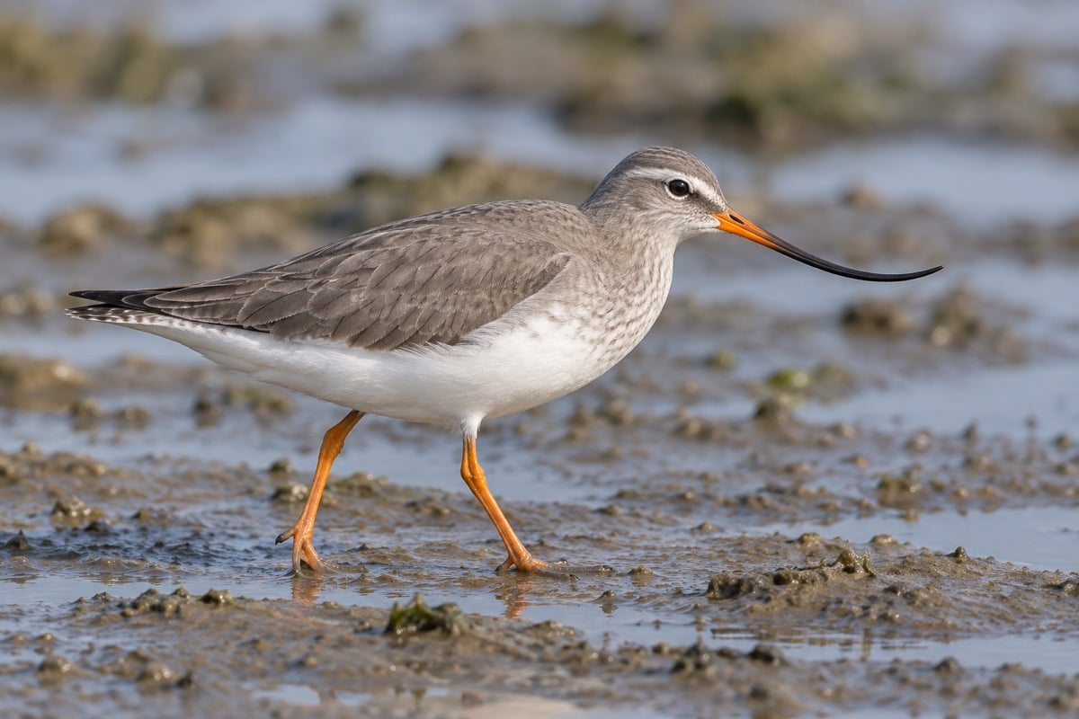 Xenus cinereus (Terek Sandpiper) in its natural habitat