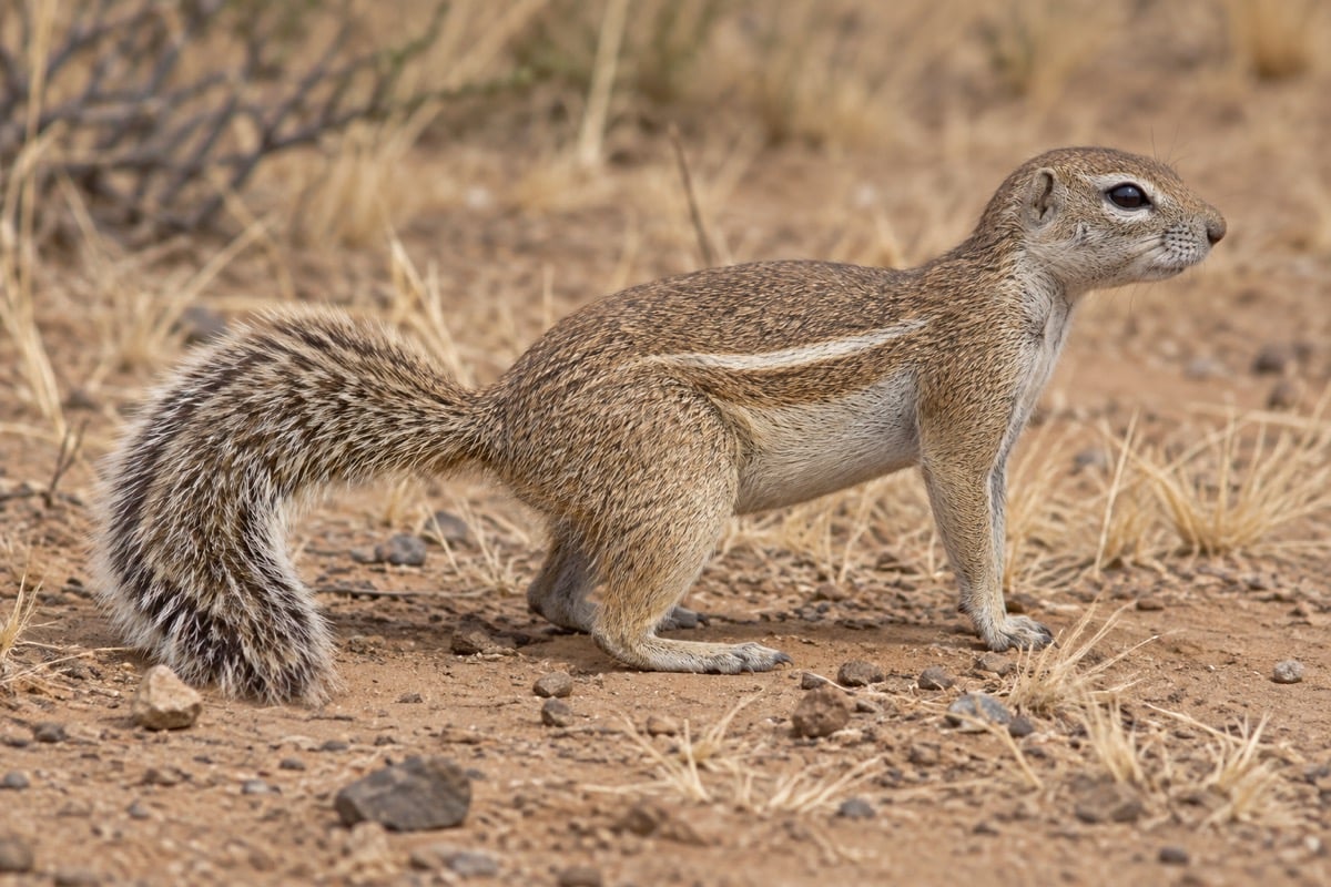 Striped ground squirrel with a pale flank stripe and bushy tail standing on dry soil