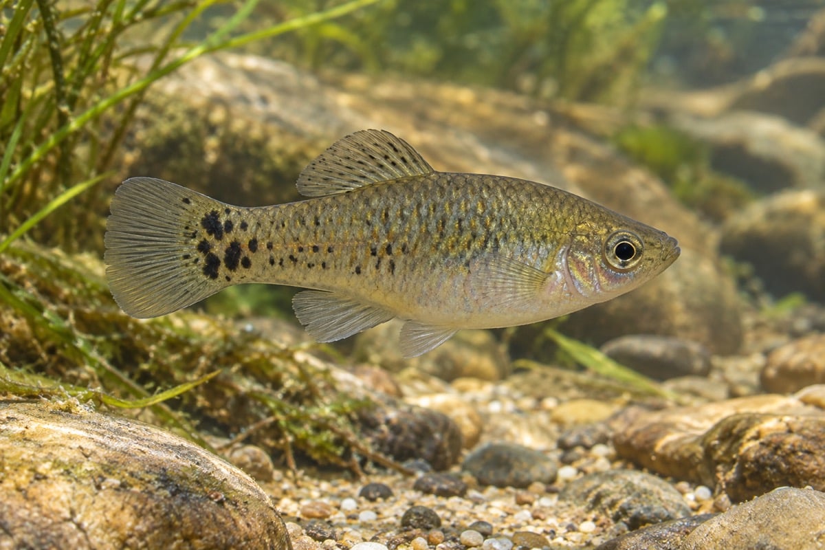 Xiphophorus maculatus (Southern Platyfish) in its natural habitat