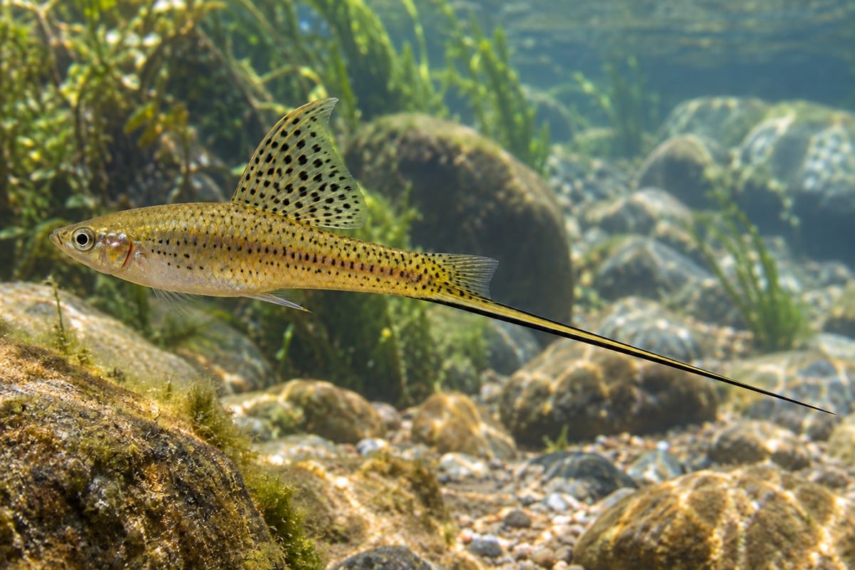 Xiphophorus montezumae (Montezuma Swordtail) in its natural habitat