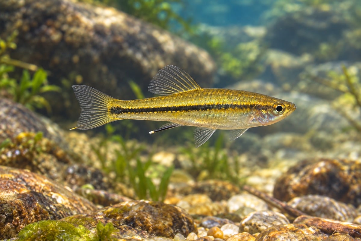 Xiphophorus pygmaeus (Pygmy Swordtail) in its natural habitat