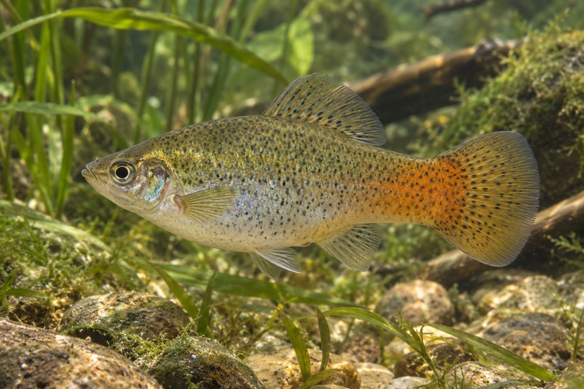 Xiphophorus variatus (Variable Platyfish) in its natural habitat