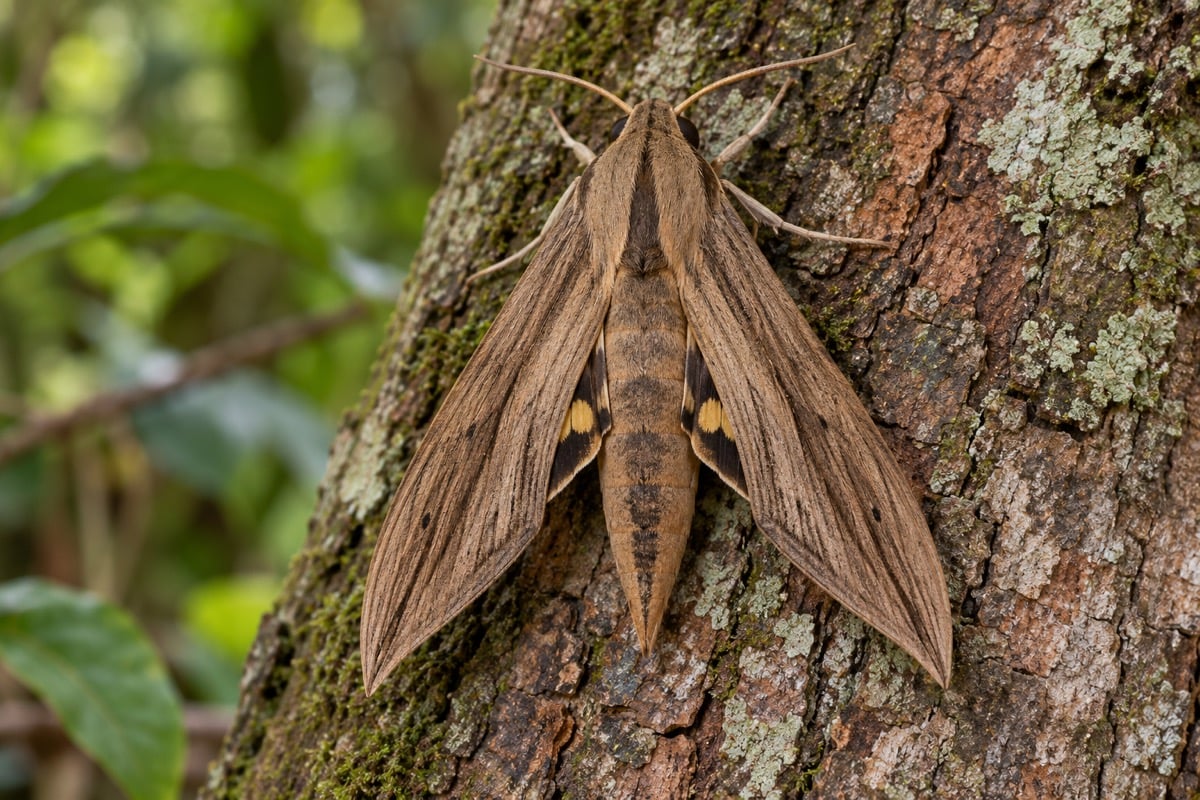 Xylophanes tersa (Tersa Sphinx Moth) in its natural habitat