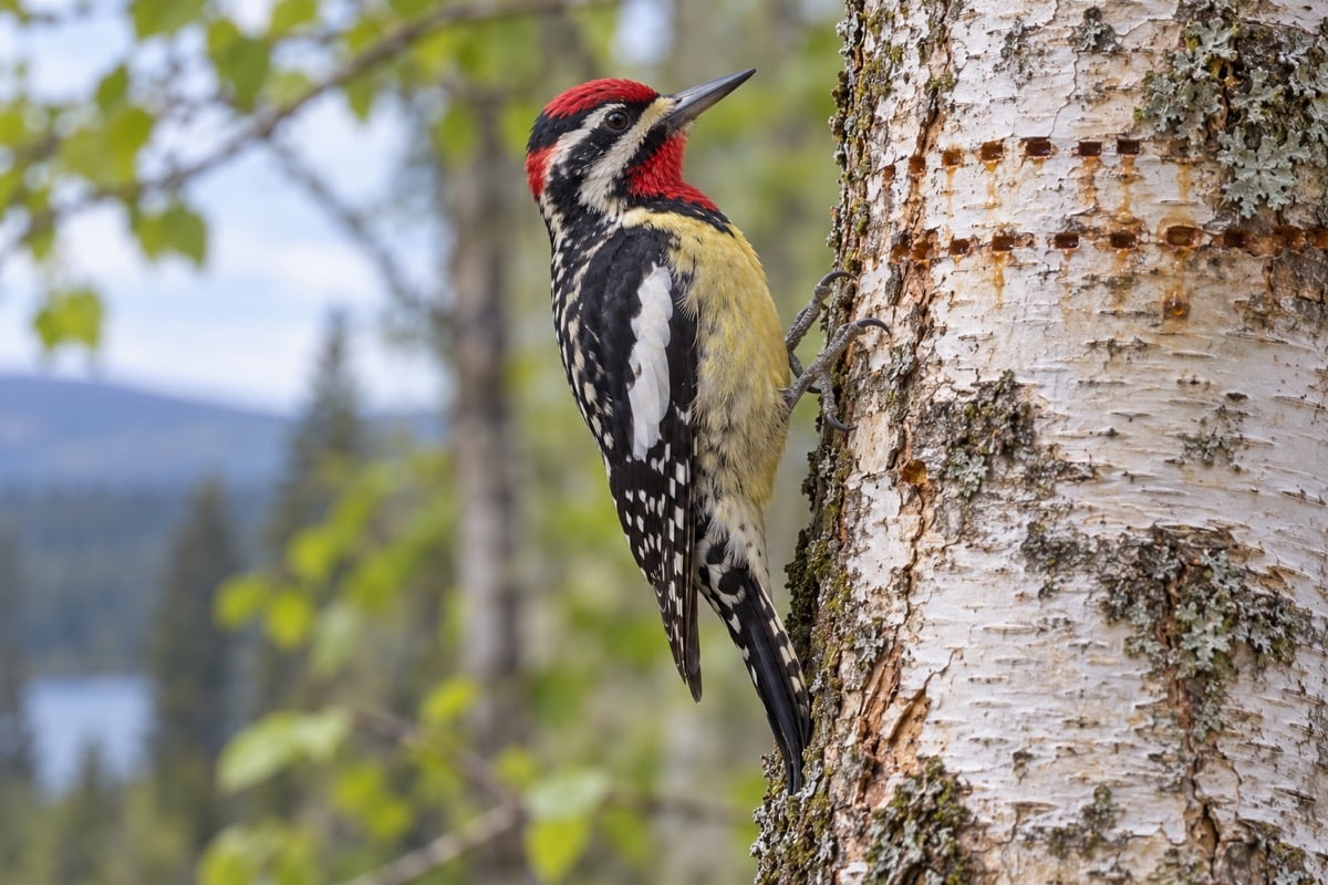 Yellow-bellied Sapsucker in its natural habitat