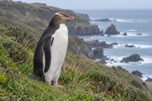 Yellow-eyed penguin showing pale eyes and a yellow head band on a New Zealand coast