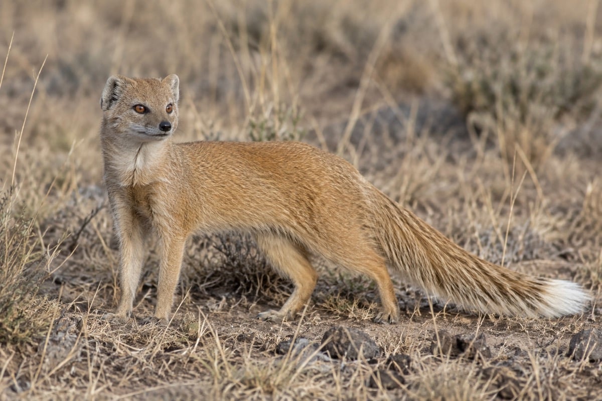 Tawny yellow mongoose with a white-tipped bushy tail standing in dry grassland