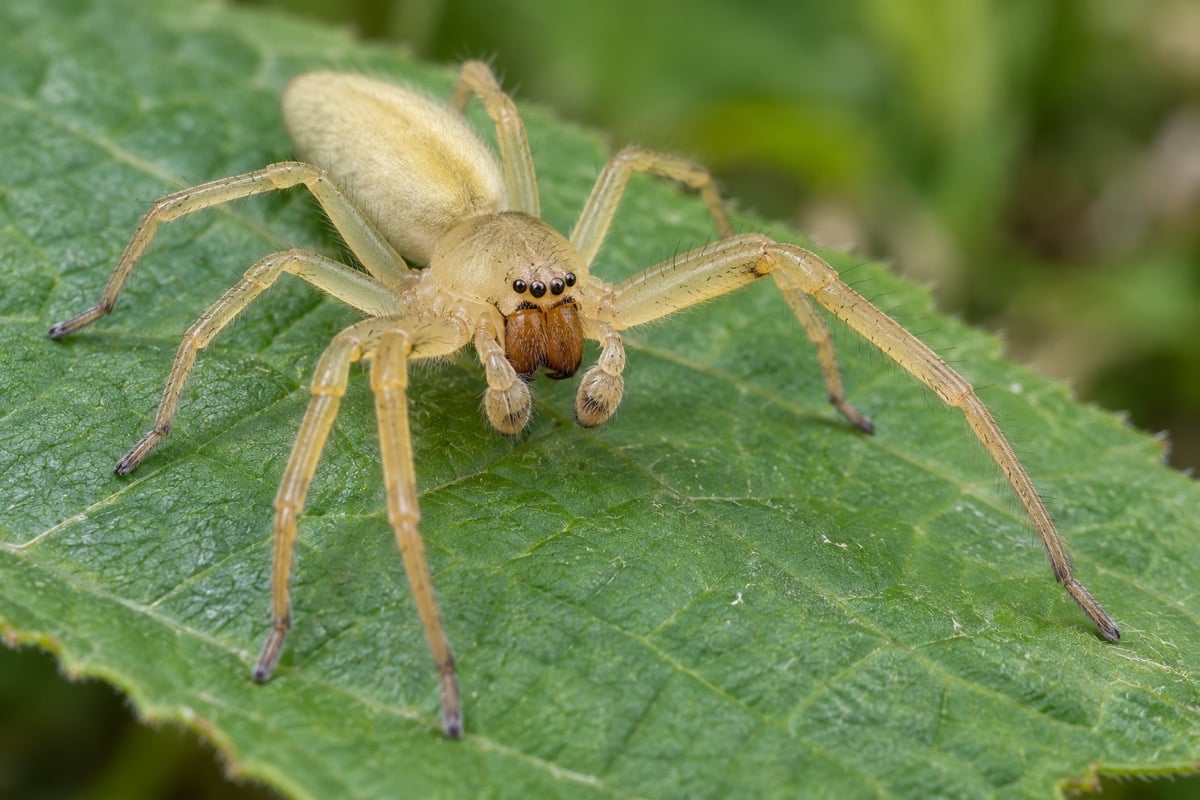 Yellow Sac Spider in its natural habitat