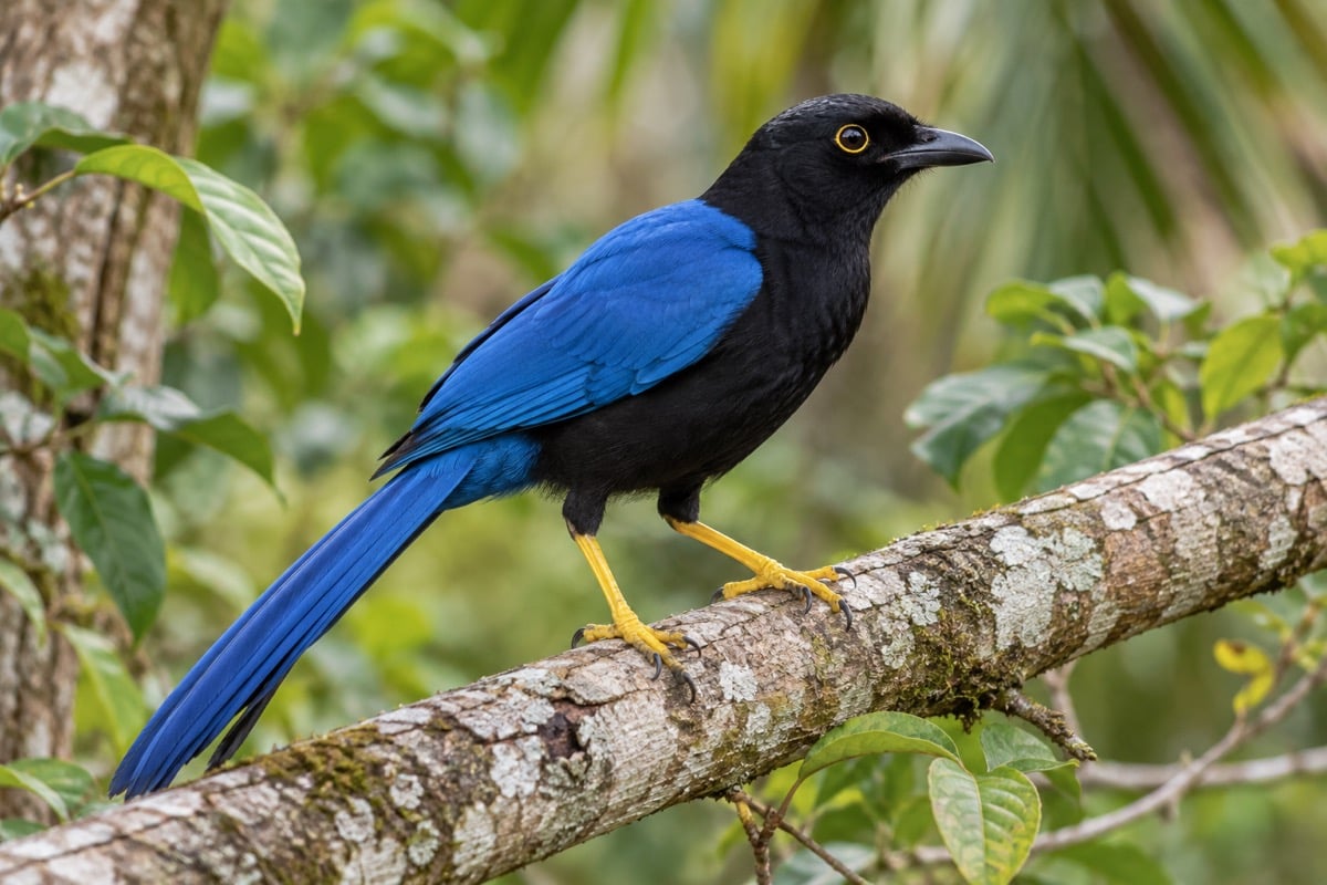 Yucatán Jay in its natural habitat
