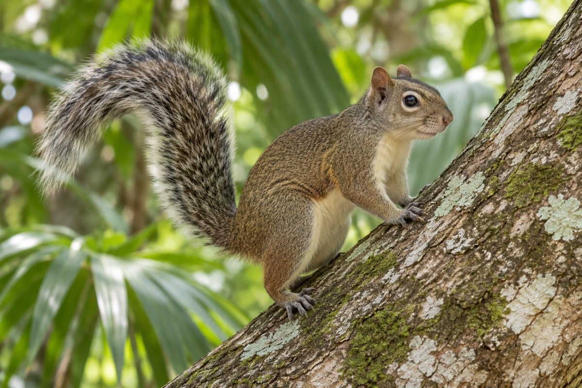 Yucatán Squirrel in its natural habitat