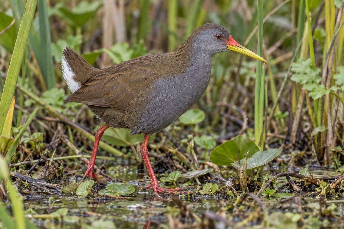 Zapata Rail in its natural habitat