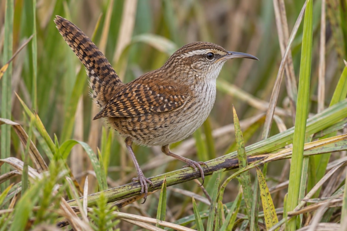 Zapata Wren in its natural habitat