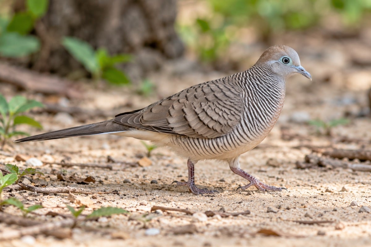 Zebra Dove in its natural habitat