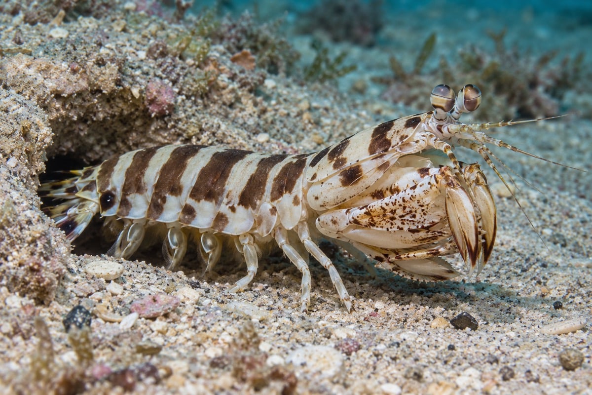 Zebra Mantis Shrimp in its natural habitat
