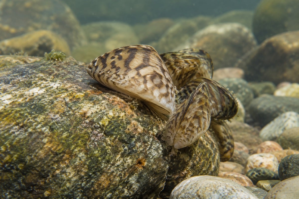 Small zebra mussels with dark zigzag bands attached to a freshwater stone