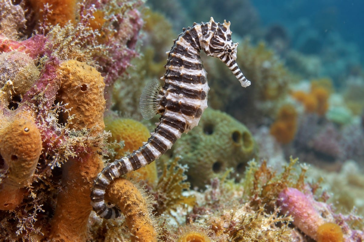 Zebra Seahorse in its natural habitat