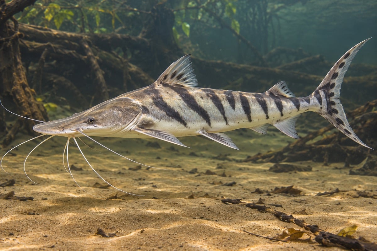 Zebra Shovelnose Catfish in its natural habitat
