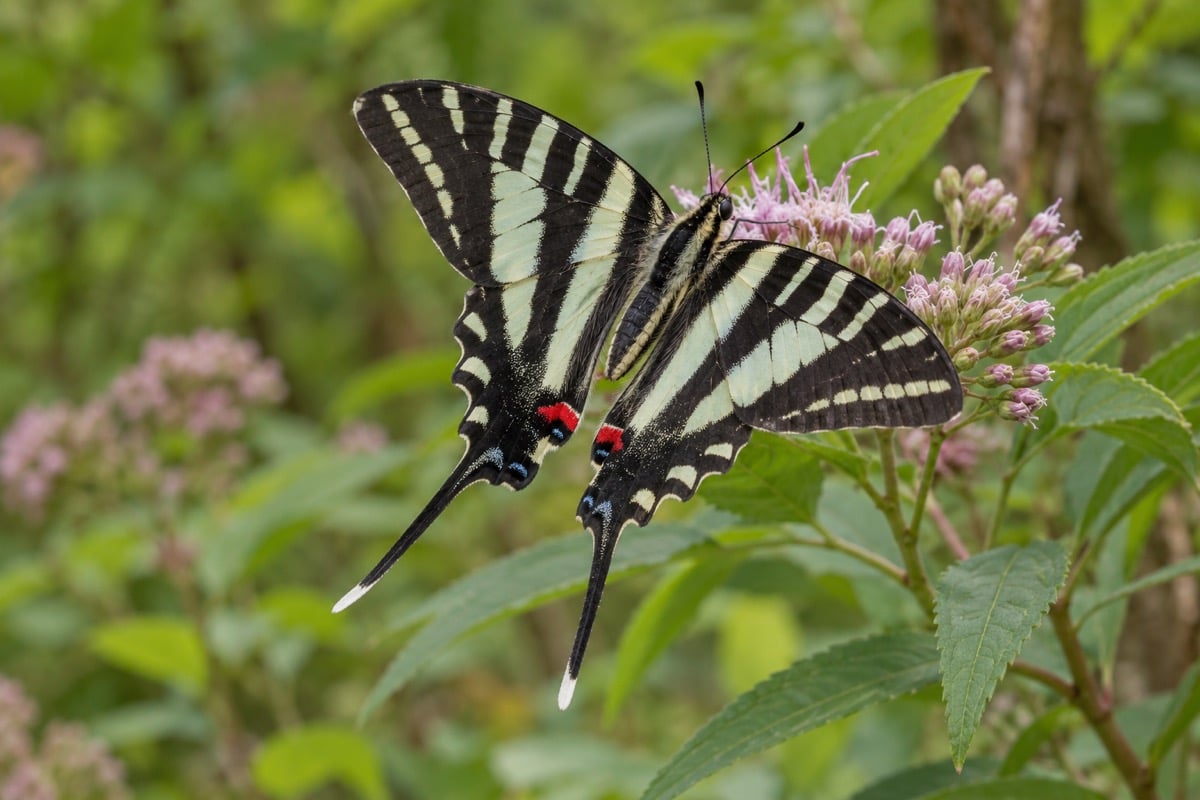 Zebra swallowtail with pale wings, black stripes and long hindwing tails resting on a flower