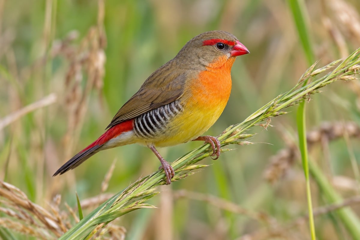 Zebra Waxbill in its natural habitat