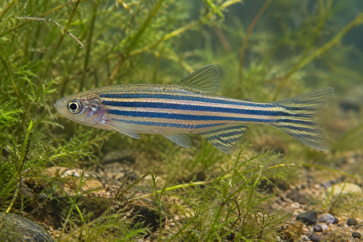 Wild-type zebrafish with narrow blue horizontal stripes swimming among freshwater plants