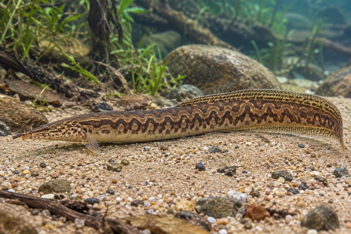 Zigzag Eel in its natural habitat