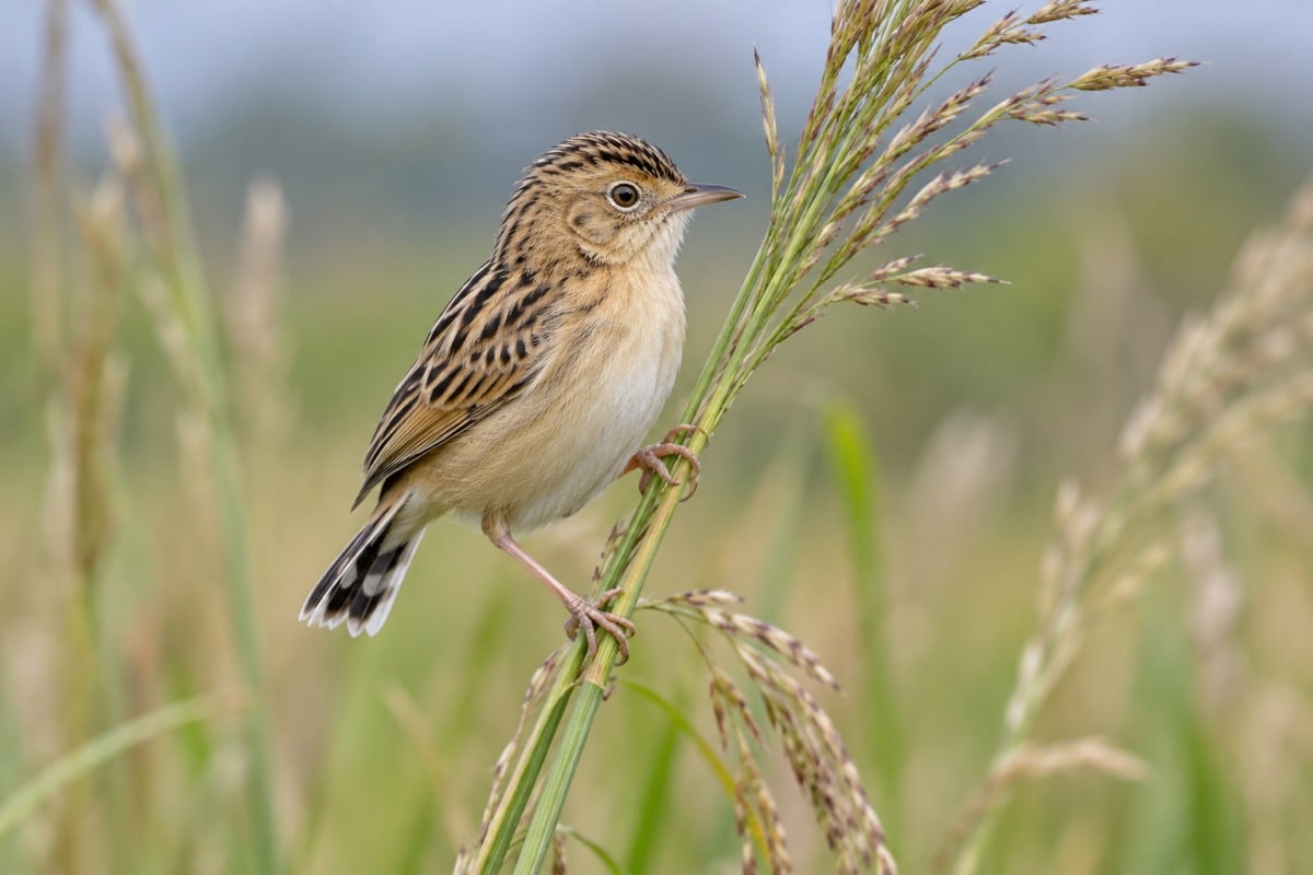 Zitting Cisticola in its natural habitat